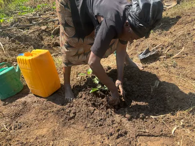 Planting seedlings in prepared soil