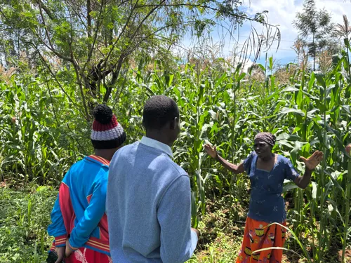 Farm tour with local students in a cornfield