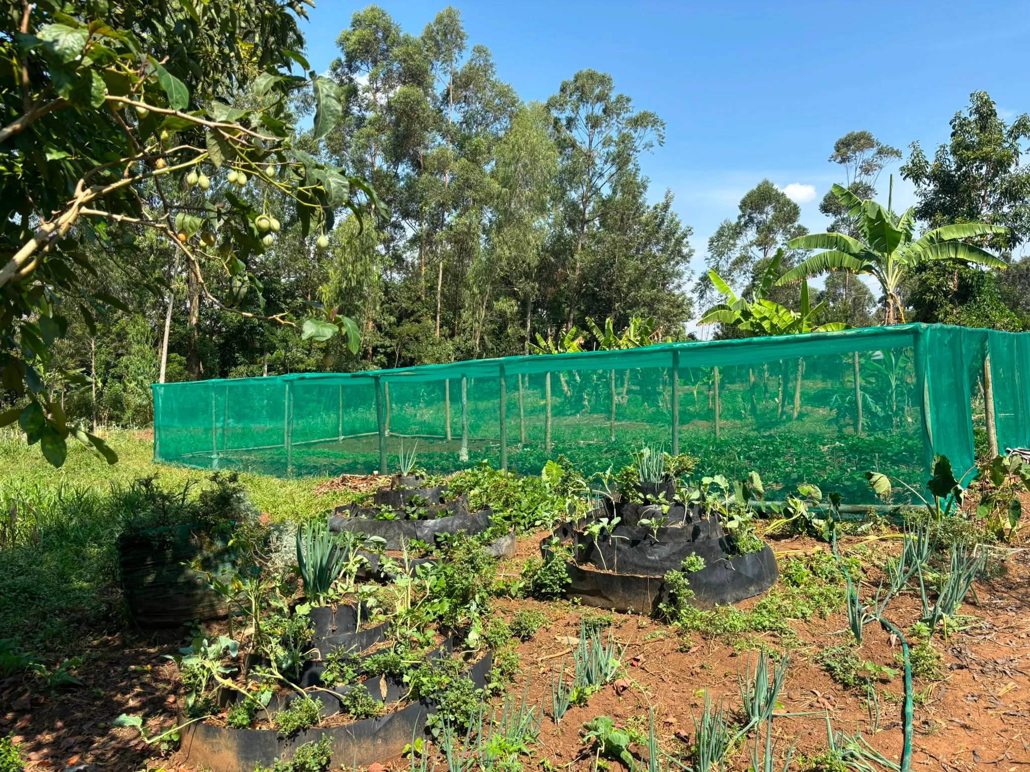 Faju Eden kitchen garden