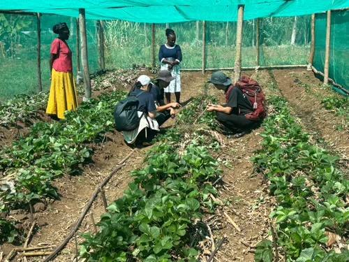 International students learning about strawberry cultivation